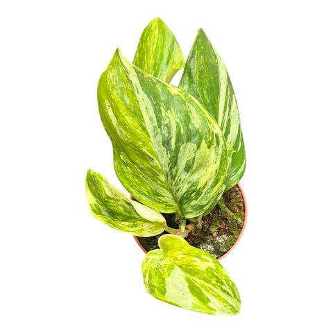 Scindapsus treubii 'Tricolor'