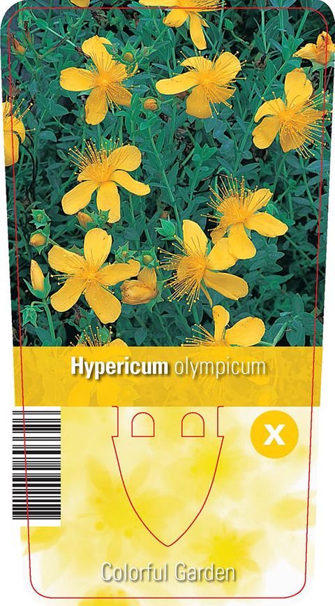 Hypericum olympicum