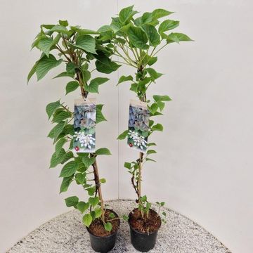 Schizophragma hydrangeoides