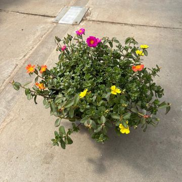 Portulaca MIX IN POT