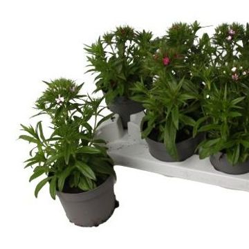 Dianthus 'Dinetta Pink'