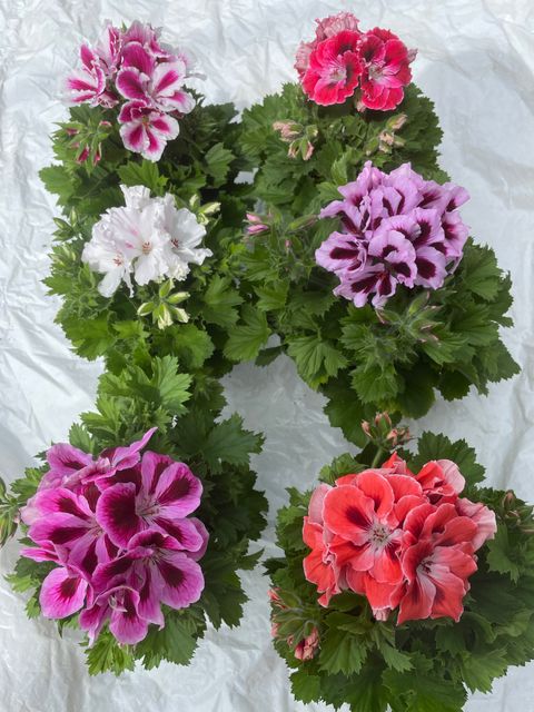 Eustoma grandiflorum MIX