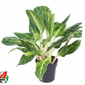 Aglaonema 'Key Lime'