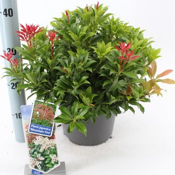 Pieris japonica 'Mountain Fire'