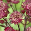 Astrantia major MIX