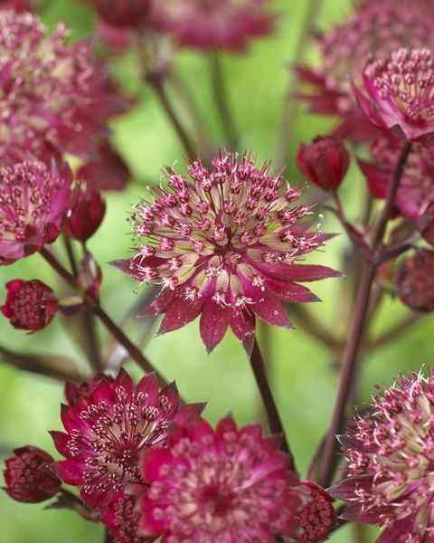 Astrantia major MIX