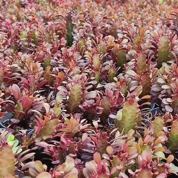 Euphorbia trigona 'Rubra'