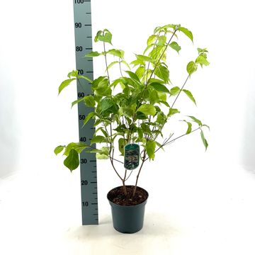 Cornus kousa chinensis