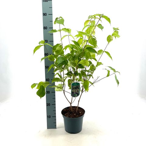 Cornus kousa chinensis