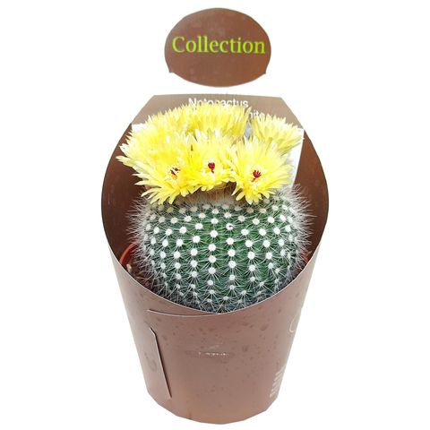 Notocactus scopa 'Frosty White'