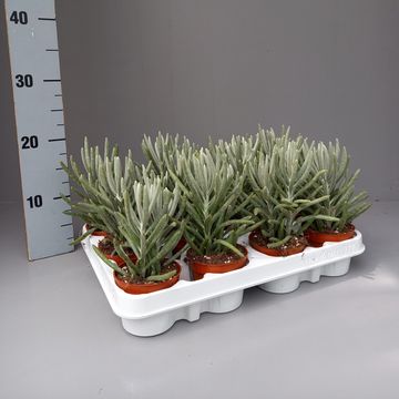 Senecio pyramidatus