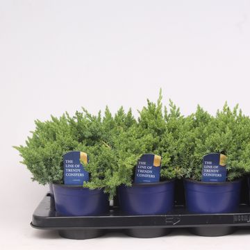 Juniperus procumbens 'Nana'