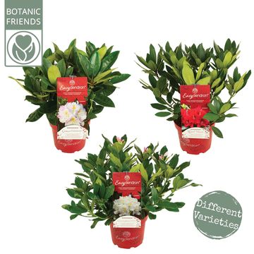 Rhododendron EASYDENDRON MIX