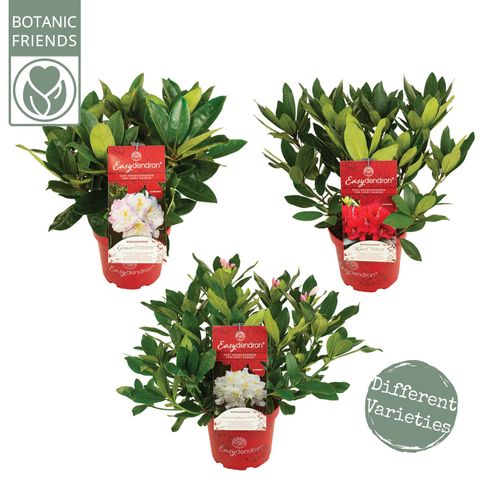 Rhododendron EASYDENDRON MIX