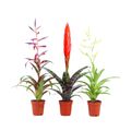 Bromelia MIX