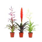 Bromelia MIX