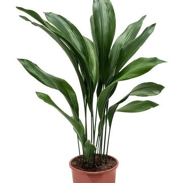 Aspidistra elatior