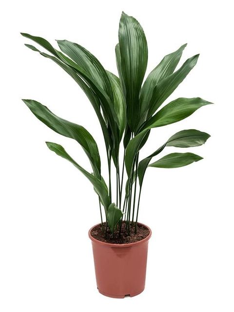 Aspidistra elatior