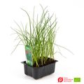 Allium schoenoprasum