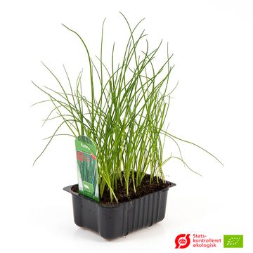 Allium schoenoprasum