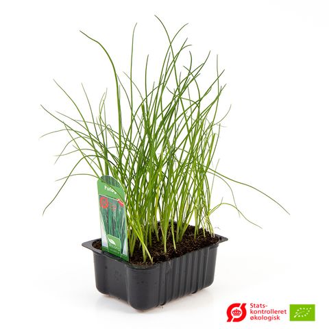 Allium schoenoprasum