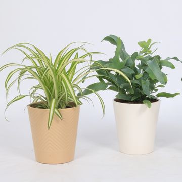 Plantes d'interieur MIX