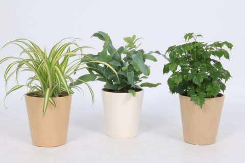 Plantes d'interieur MIX