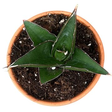 Sansevieria 'Tower Blue'