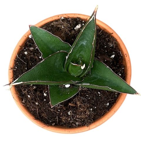 Sansevieria 'Tower Blue'