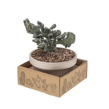 Monvillea spegazzinii