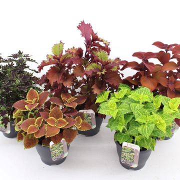 Plectranthus MIX