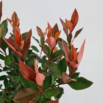 Photinia x fraseri CHICO