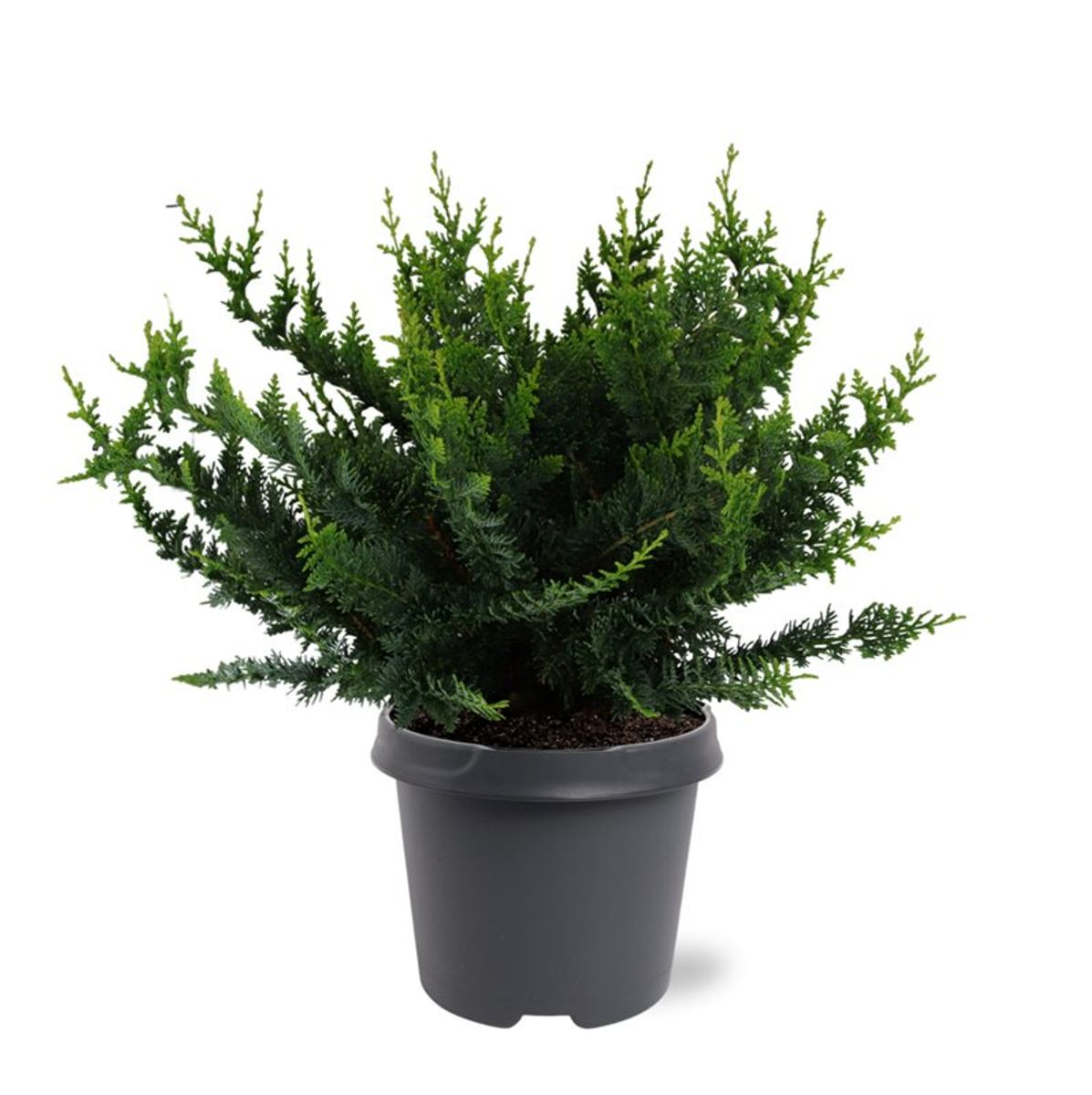 Chamaecyparis obtusa 'Teddy Bear' — Plant Wholesale FlorAccess