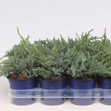 Juniperus squamata 'Blue Carpet'