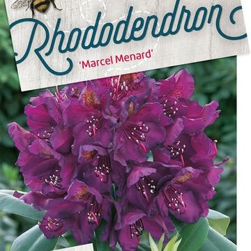 Rhododendron 'Марсель Менард'