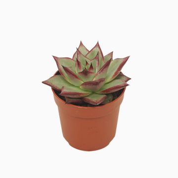 Echeveria agavoides 'Electra'