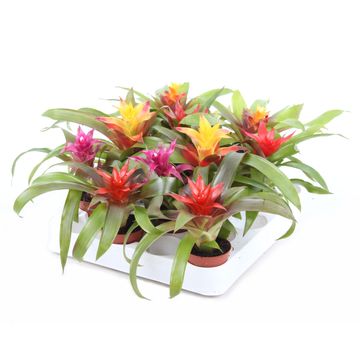 Guzmania MIX