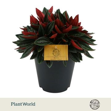 Peperomia caperata 'Rosso'
