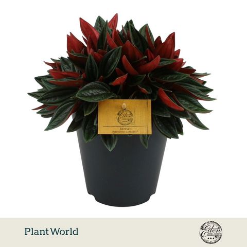 Peperomia caperata 'Rosso'