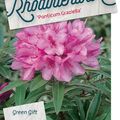 Rhododendron 'Graziella'