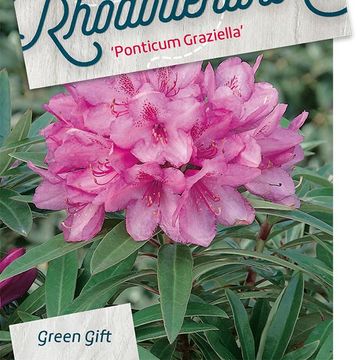 Rhododendron 'Graziella'