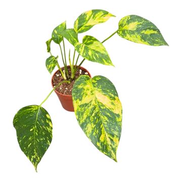 Epipremnum pinnatum 'Yellow Flame'