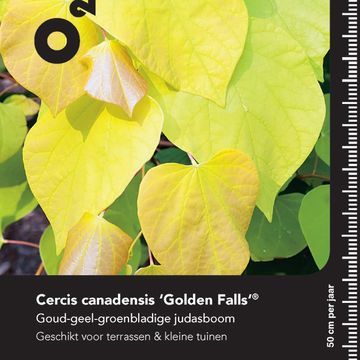 Cercis canadensis GOLDEN FALLS