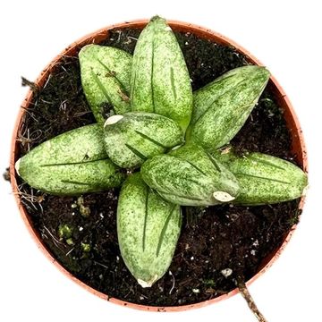 Sansevieria 'Pyramid'