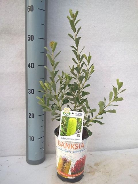 Banksia praemorsa 'Lemon'
