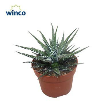 Haworthia fasciata 'Big Band'