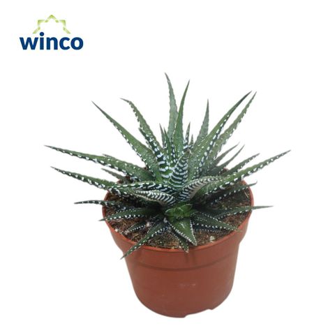 Haworthia fasciata 'Big Band'