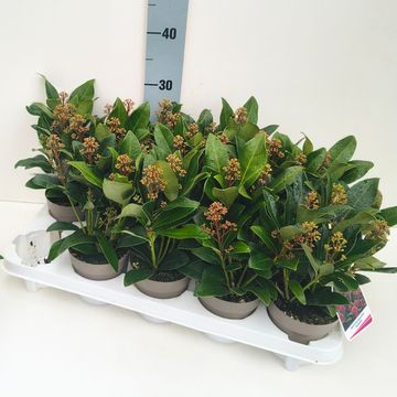 Skimmia japonica 'Rubella'
