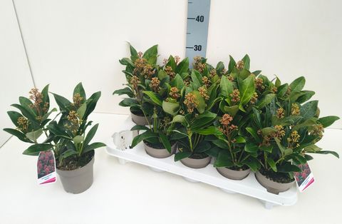 Skimmia japonica 'Rubella'