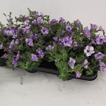 Petunia LAVENDER SKY